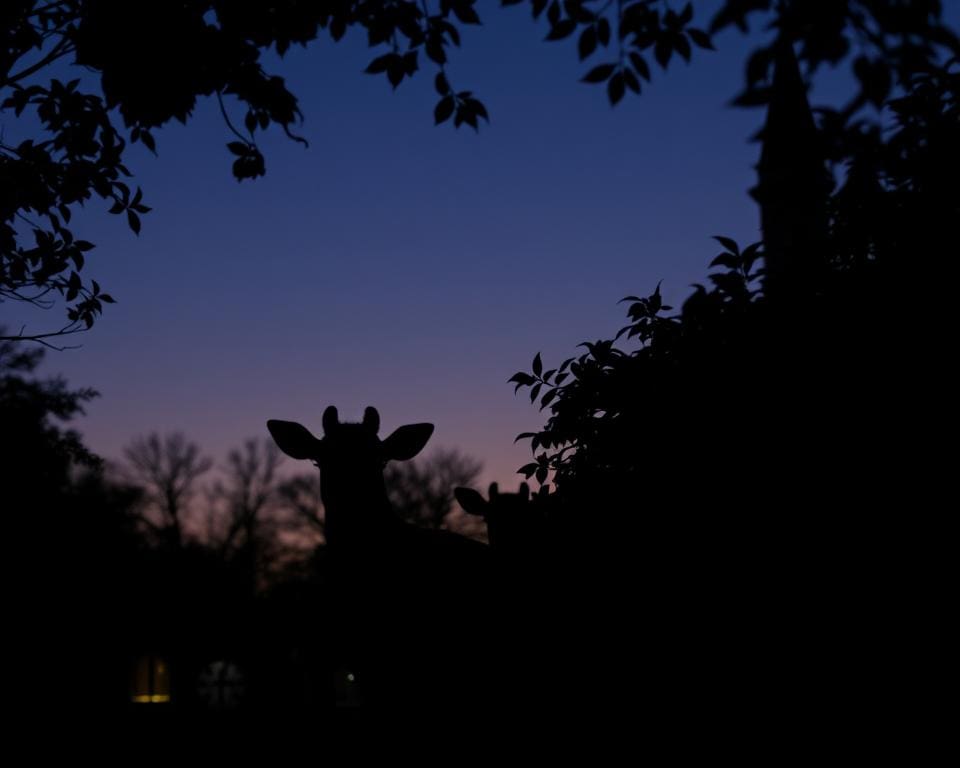 Tiere in der Dämmerung beobachten