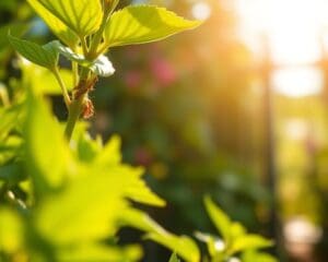 Was hilft gegen Läuse an Gartenpflanzen?