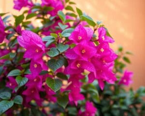 Wie pflegt man eine Bougainvillea richtig?