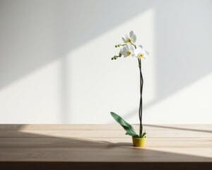 Wie bringt Minimalismus mentale Klarheit?