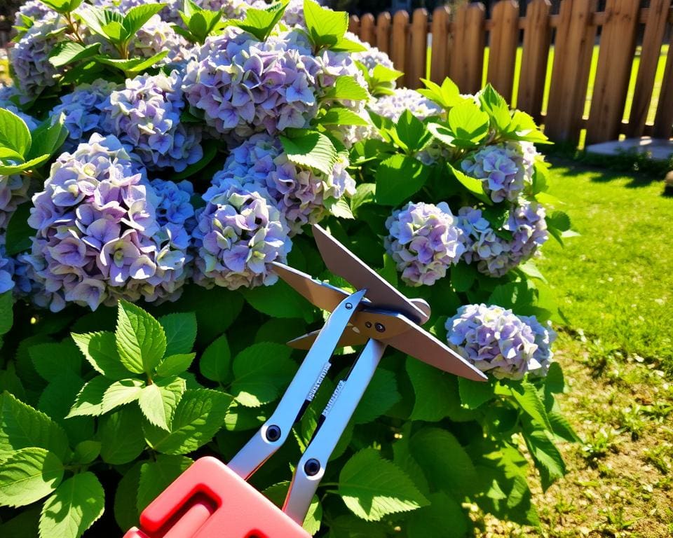 Hortensien schneiden und überwintern