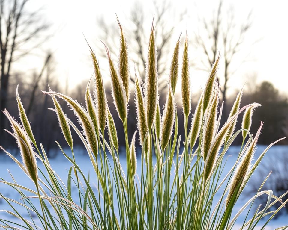 Lampenputzergras winterhart