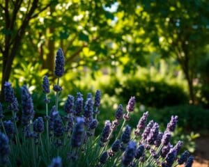 Wächst Lavendel auch im Halbschatten?
