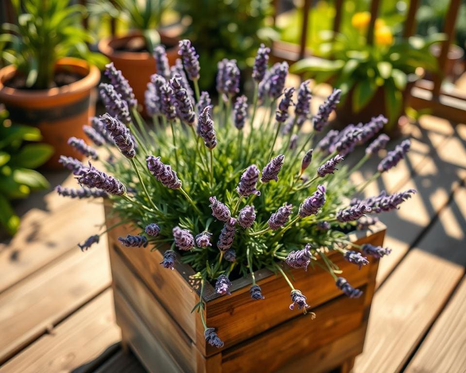 Wächst Lavendel auch im Kübel?