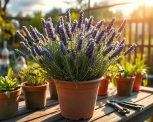 Wächst Lavendel auch im Kübel?
