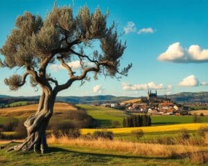 Wächst ein Olivenbaum auch in Deutschland?