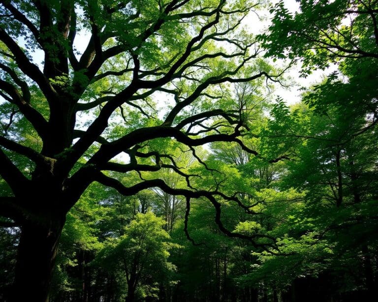 Welcher Baum spendet am meisten Schatten?