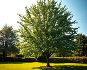 Wie groß wird ein Zierapfelbaum?