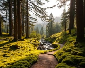 Was macht Zeit in der Natur so erholsam?